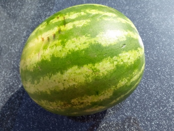 Melonenspieß I